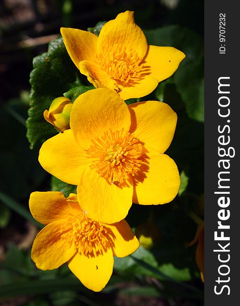 Marsh marigold flower in meadow