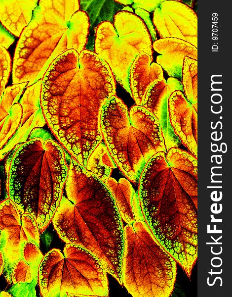 Colorful digital graphic of transluscent leaves. Colorful digital graphic of transluscent leaves