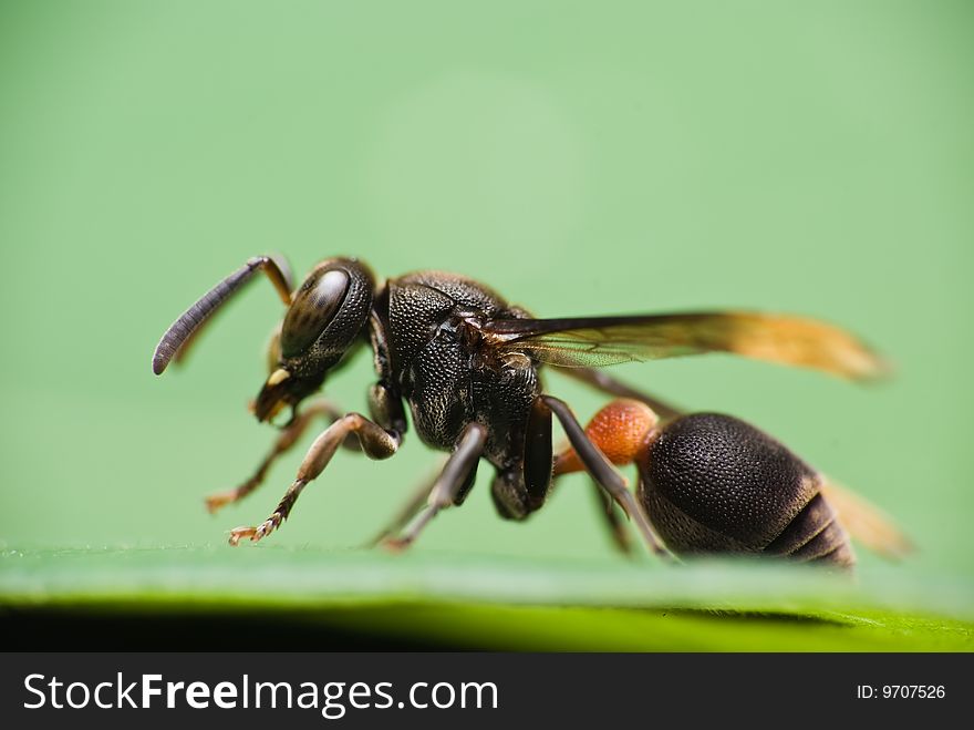 A photo of wasp with green background. A photo of wasp with green background