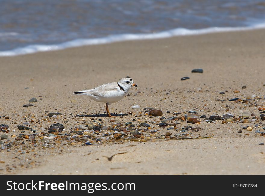 Cape Cod Piping Plover