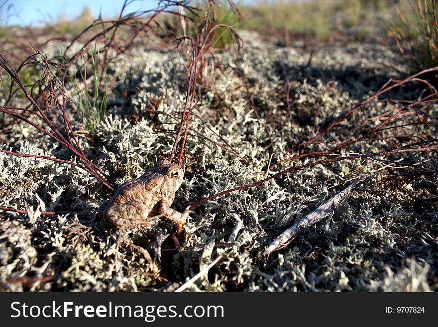 Cape Cod Beach Toad