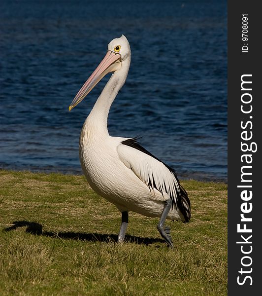 Australia Pelican