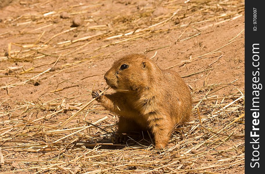 A prairie dog eating a piece of hay.