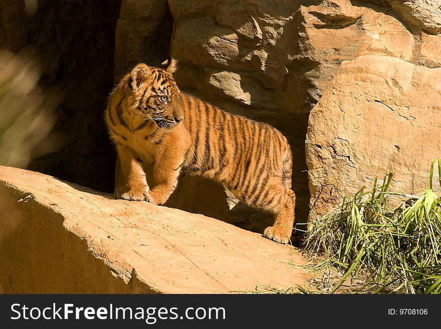 A young tiger cub standing on a rock.