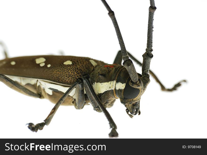 Macro long-horned beetle