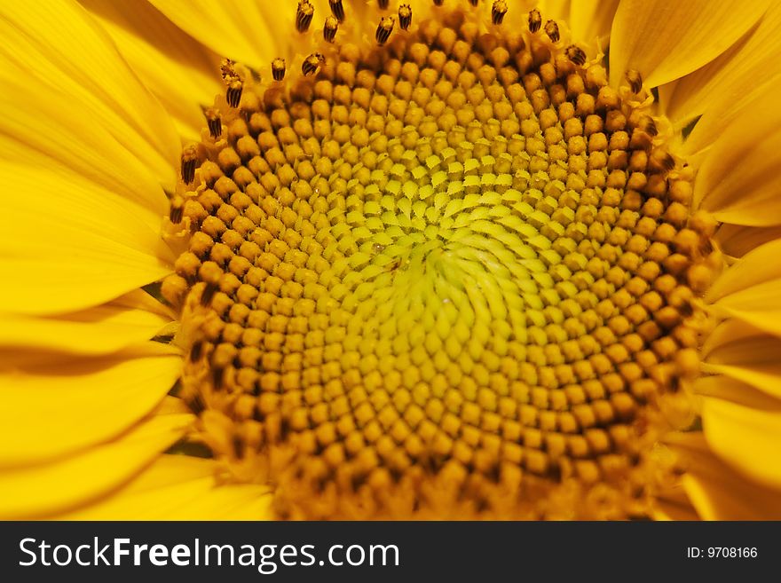 Detail Sunflower for background use