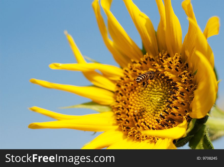 Sunflower with bee for background. Sunflower with bee for background