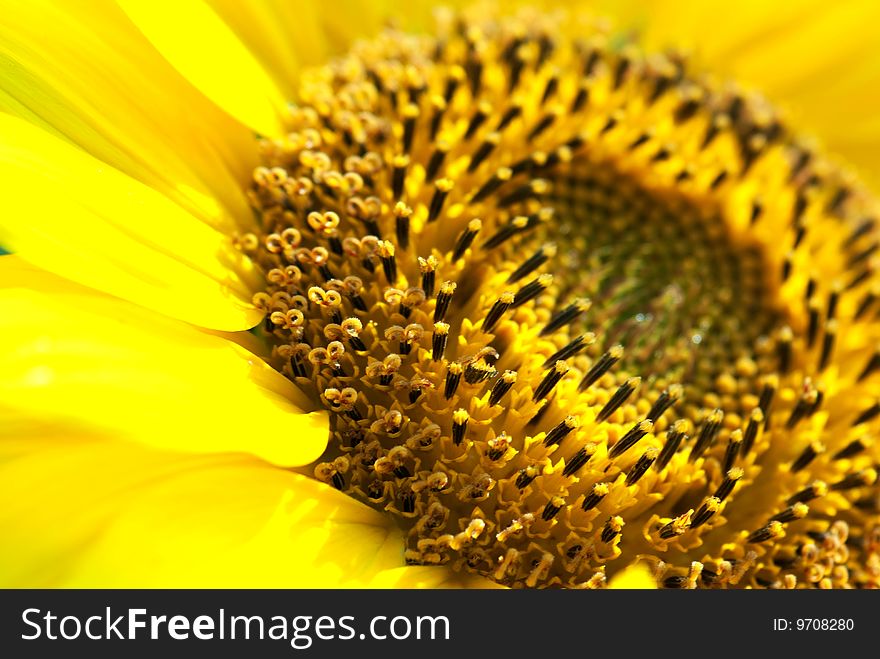 Detail Sunflower