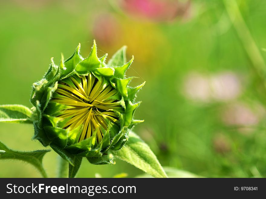 Sunflower bud for background