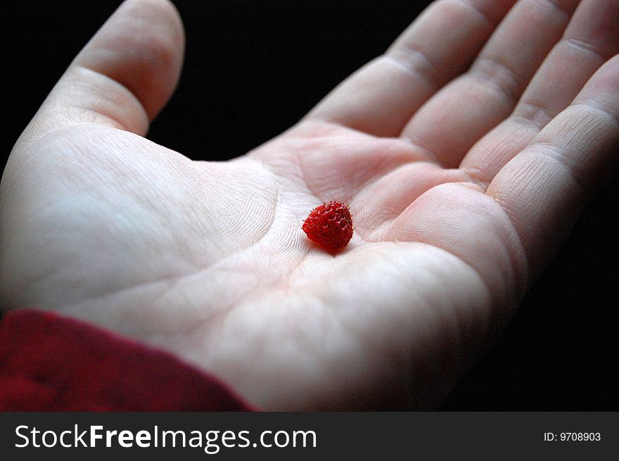 Wild strawberry on the palm of a hand