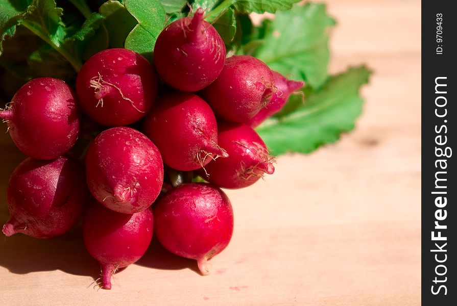 Bunch of radish. The hard side light