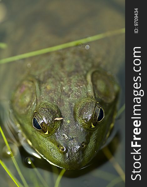 Closeup of a green bull frog in a pond