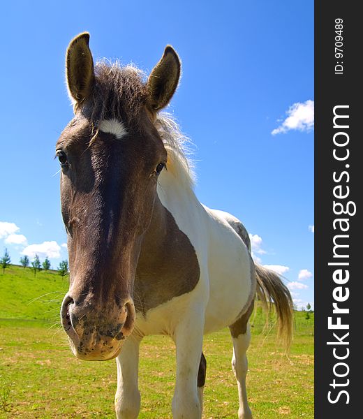 Horse  on green field, draught horse.