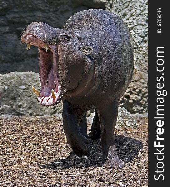 Pigmy hippopotamus. Latin name - Hexaprotodon libiriensis. Pigmy hippopotamus. Latin name - Hexaprotodon libiriensis