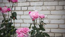 Pink Roses Royalty Free Stock Images Pink Roses Royalty Free Stock Images