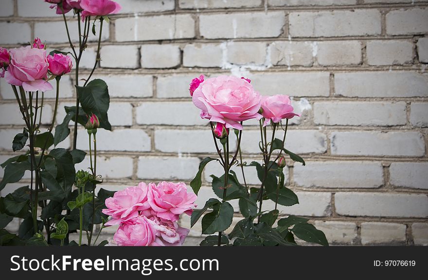 Pink roses on a brick wall background