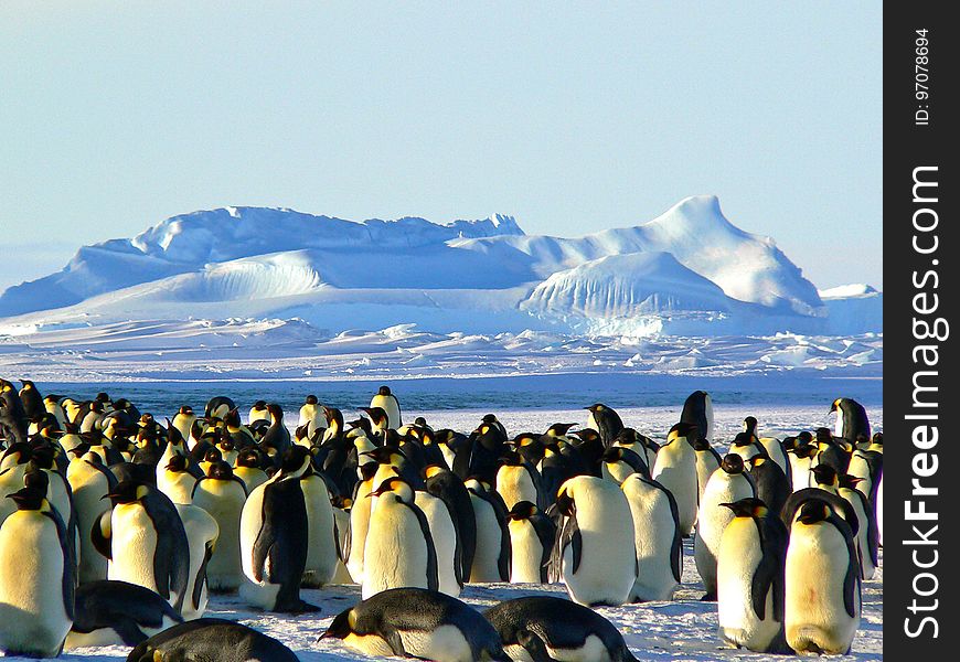 Penguin, Flightless Bird, Arctic, Arctic Ocean