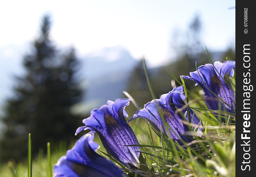 Flower, Plant, Purple, Violet