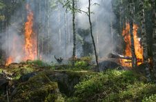 Free Wildfire, Forest, Ecosystem, Vegetation Stock Photos - 97091343
