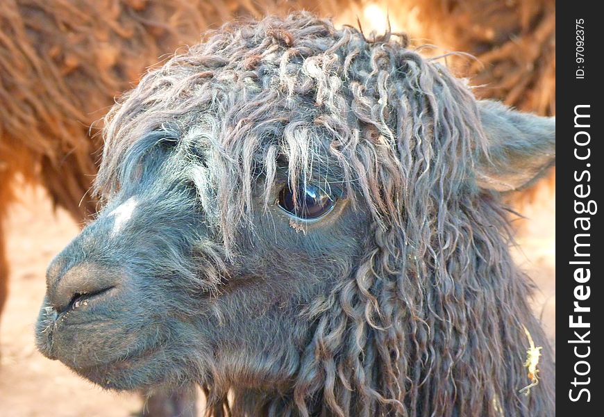 Head, Llama, Close Up, Camel Like Mammal