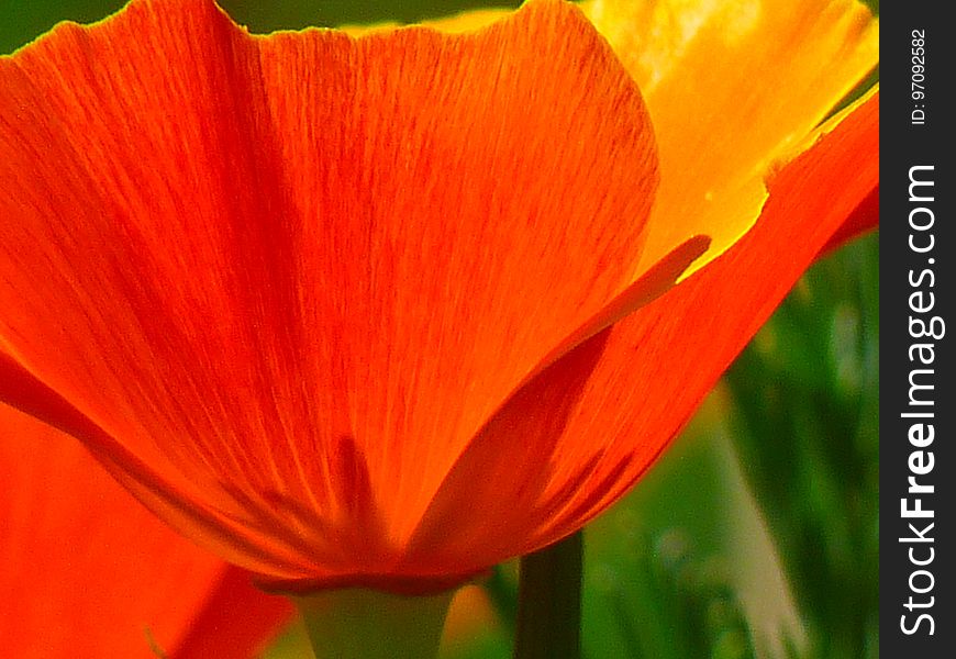 Flower, Orange, Wildflower, Poppy