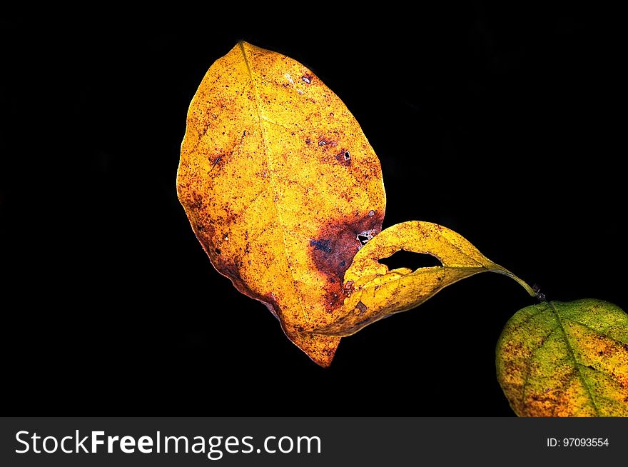 Leaf, Macro Photography, Close Up, Still Life Photography