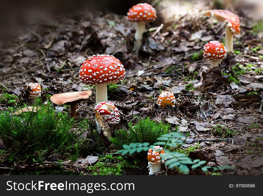 Fungus, Mushroom, Agaric, Spring