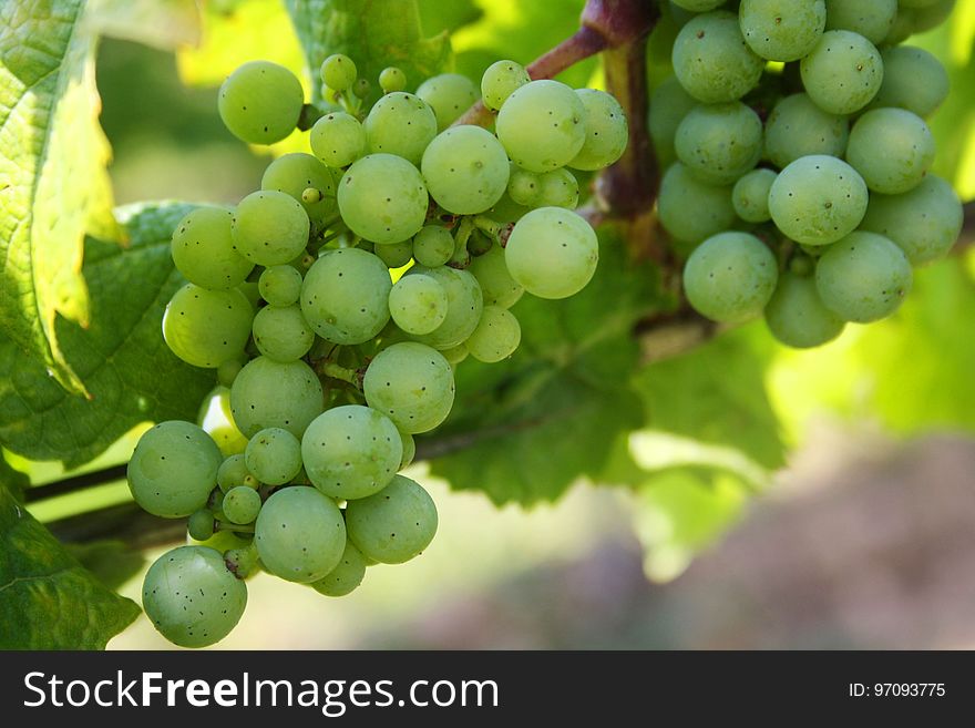 Grape, Grapevine Family, Fruit, Seedless Fruit