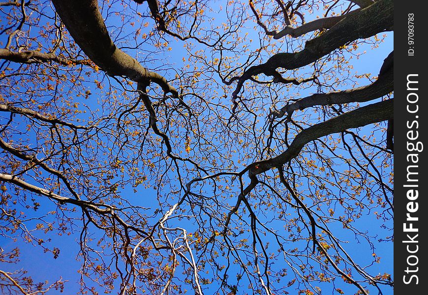 Branch, Tree, Sky, Blue