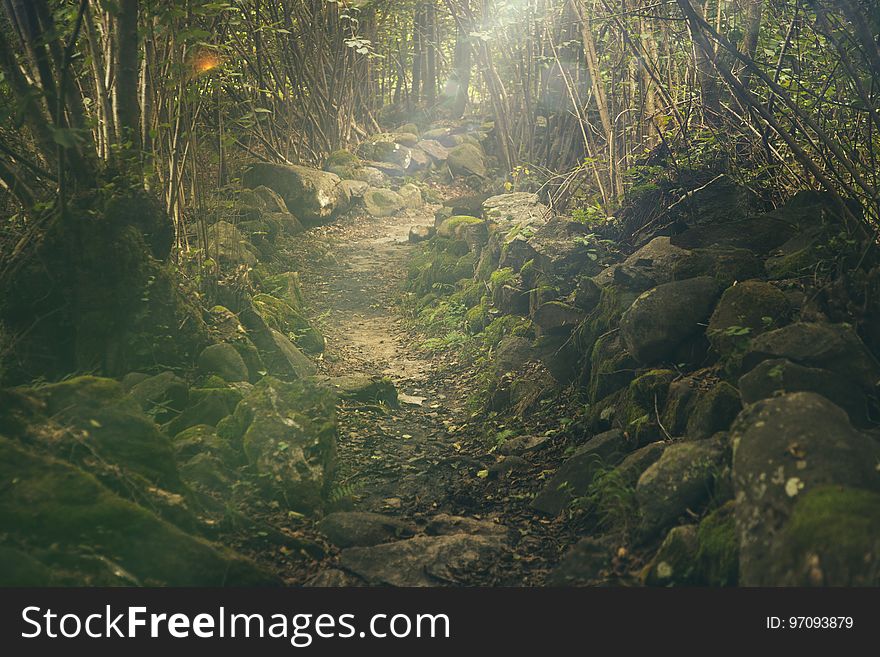 Vegetation, Nature, Nature Reserve, Water