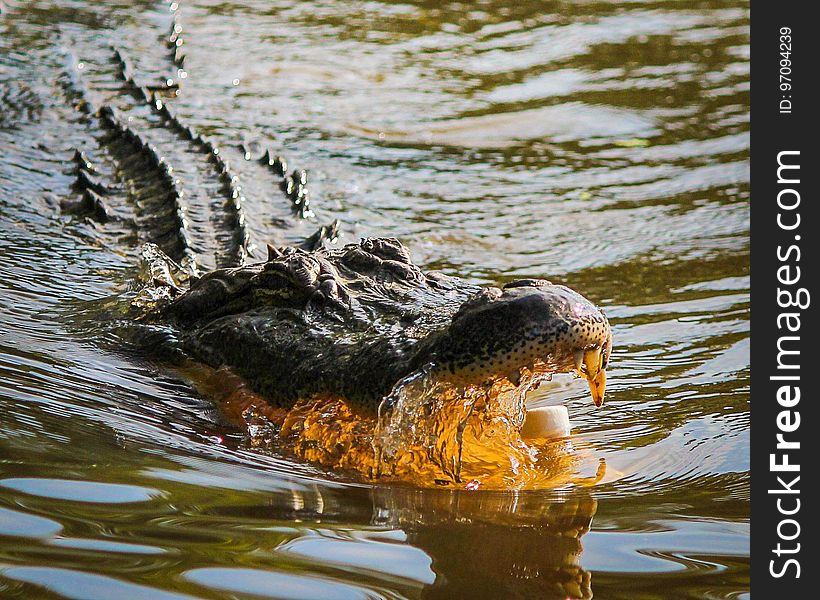 Crocodilia, Alligator, American Alligator, Water