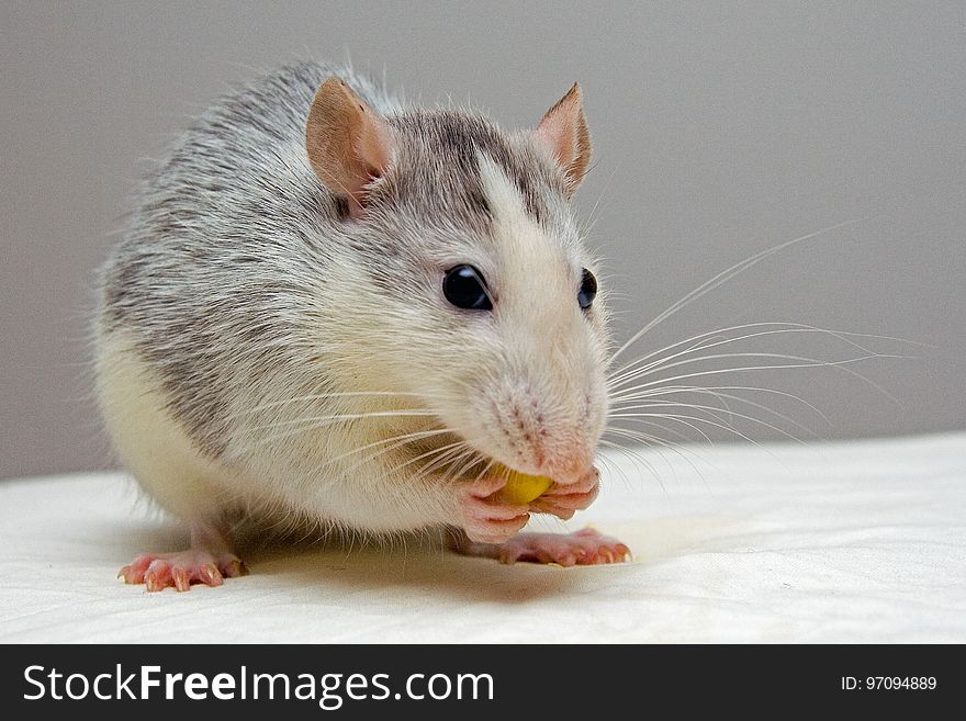 Rat, Mouse, Muridae, Fauna