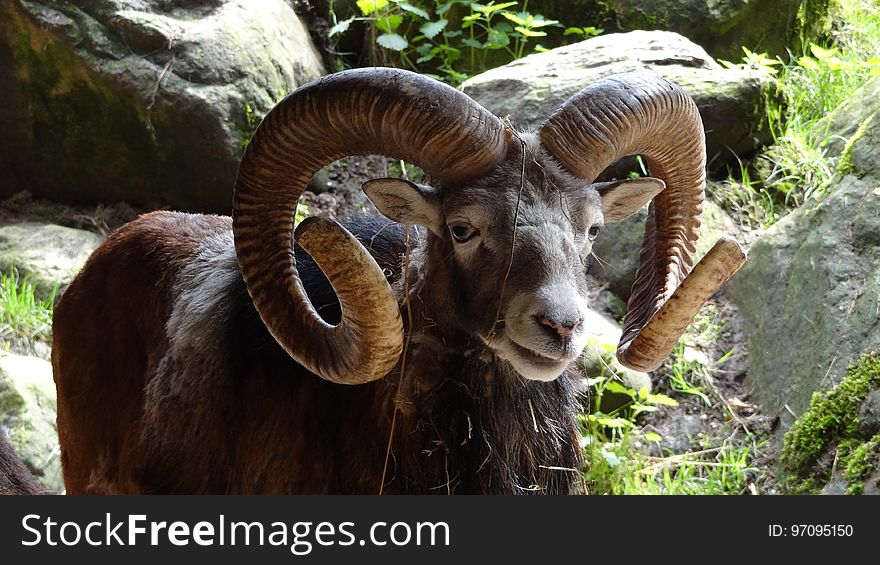 Horn, Fauna, Argali, Sheep