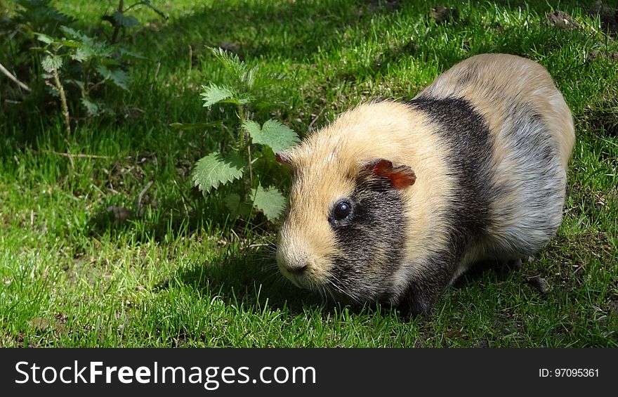 Fauna, Guinea Pig, Rodent, Grass