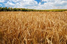 Golden Wheat Field Stock Image Golden Wheat Field Stock Image
