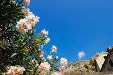 Flowering Oleander Stock Photography Flowering Oleander Stock Photography