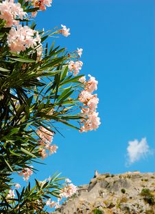 Flowering Oleander Stock Photos Flowering Oleander Stock Photos