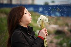 The Girl With White Dandelions Royalty Free Stock Photos The Girl With White Dandelions Royalty Free Stock Photos