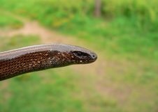 Anguine Lizard Stock Photos Anguine Lizard Stock Photos