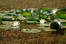 Water Lily And Frog Royalty Free Stock Photos Water Lily And Frog Royalty Free Stock Photos