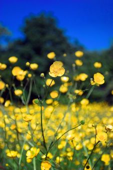 Buttercup Field Royalty Free Stock Images Buttercup Field Royalty Free Stock Images
