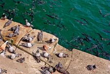 Lot Of Pigeons And Fish Royalty Free Stock Images Lot Of Pigeons And Fish Royalty Free Stock Images