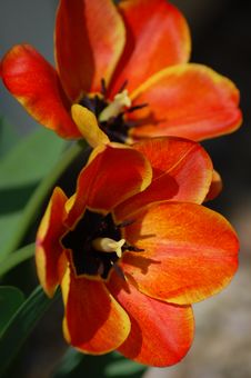 Fire Orange Tulips Royalty Free Stock Photography