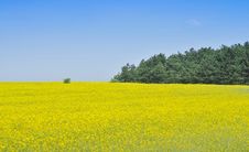 Canola Field Royalty Free Stock Photo Canola Field Royalty Free Stock Photo