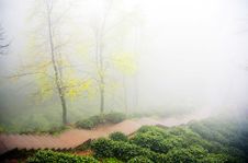 Two Trees In Thick Fog Royalty Free Stock Photos Two Trees In Thick Fog Royalty Free Stock Photos