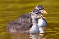 Coot In The Water Royalty Free Stock Photography