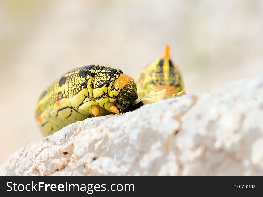 Desert caterpillar, sphinx moth larva, in the habitat