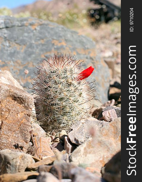 Fishhook cactus (mammillaria tetrancistra) bearing red  fruit