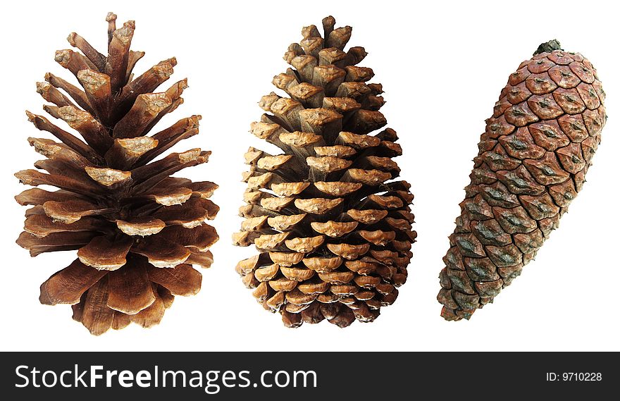 Two pine cones isolated on white background