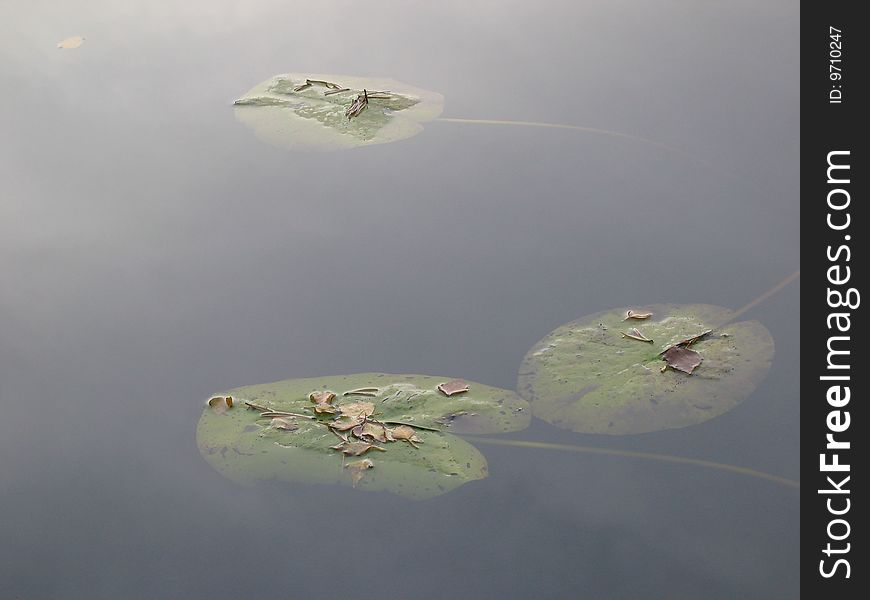 Waterlily leaves in water, nice calm surface